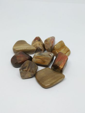 bois fossile pierre roulée