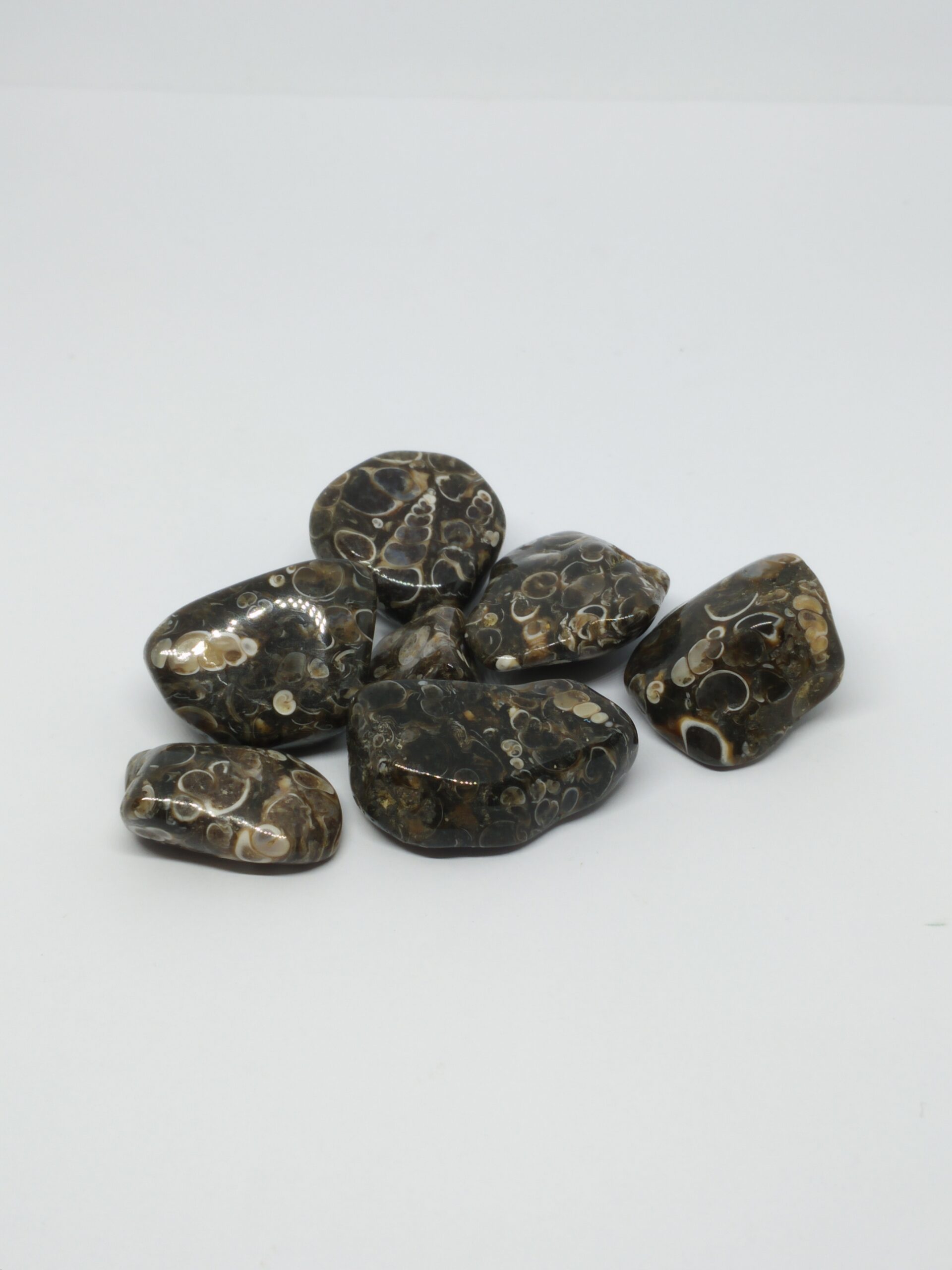 Agate fossile (turritelle)